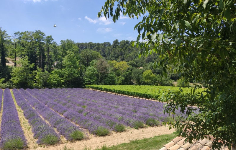 Provence Secrete