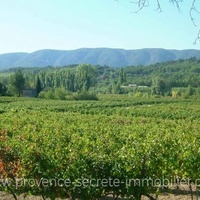 Vignoble du Luberon à vendre en Provence avec joli mas Ménerbes